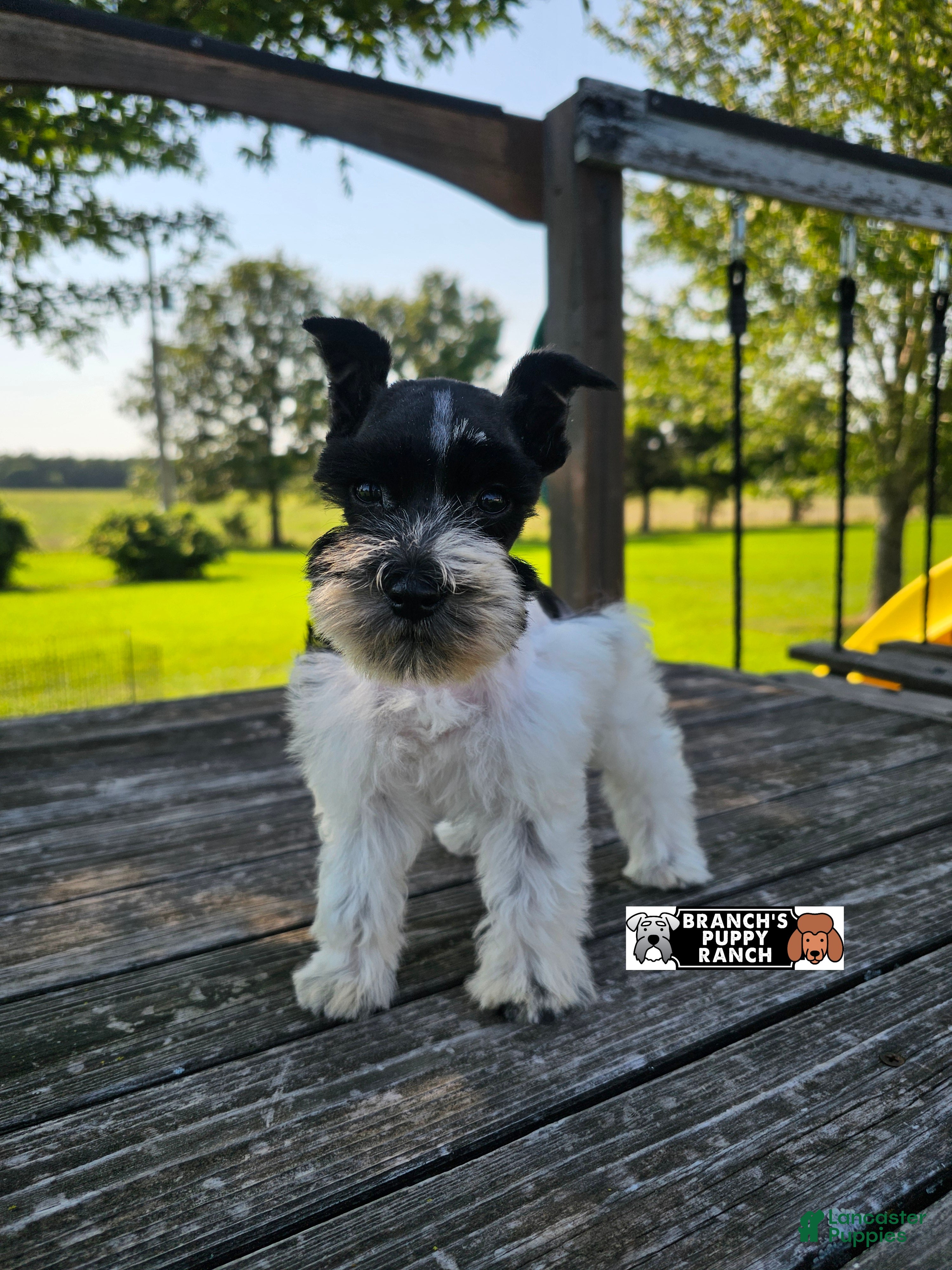Miniature Schnauzer dogs Miniature Schnauzer 1 - Ad 1
