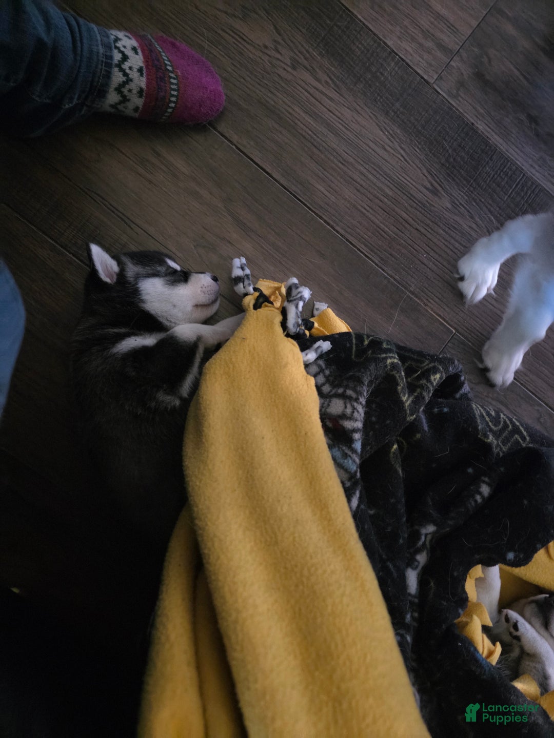 Alaskan Klee Kai dogs for sale: Alaskan Klee Kai blade - Ad 3