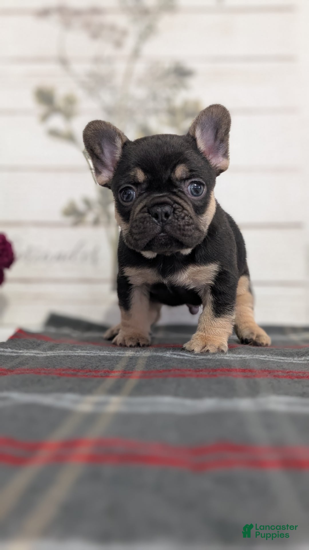 French Bulldog dogs for sale: Scout - Ad 3