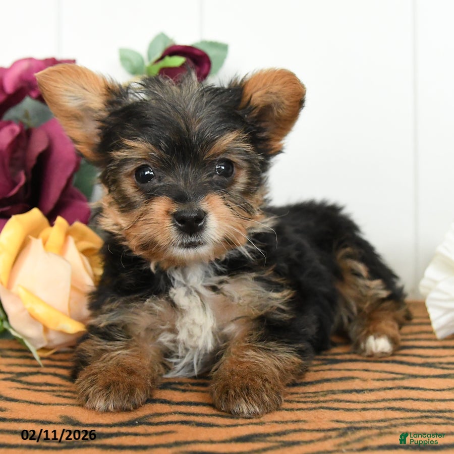 Yorkshire Terrier dogs Otis - Ad 3