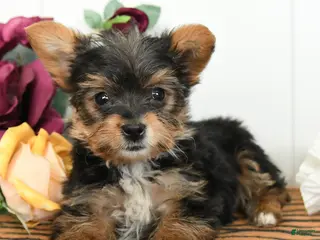 Yorkshire Terrier dogs Otis - Ad 3