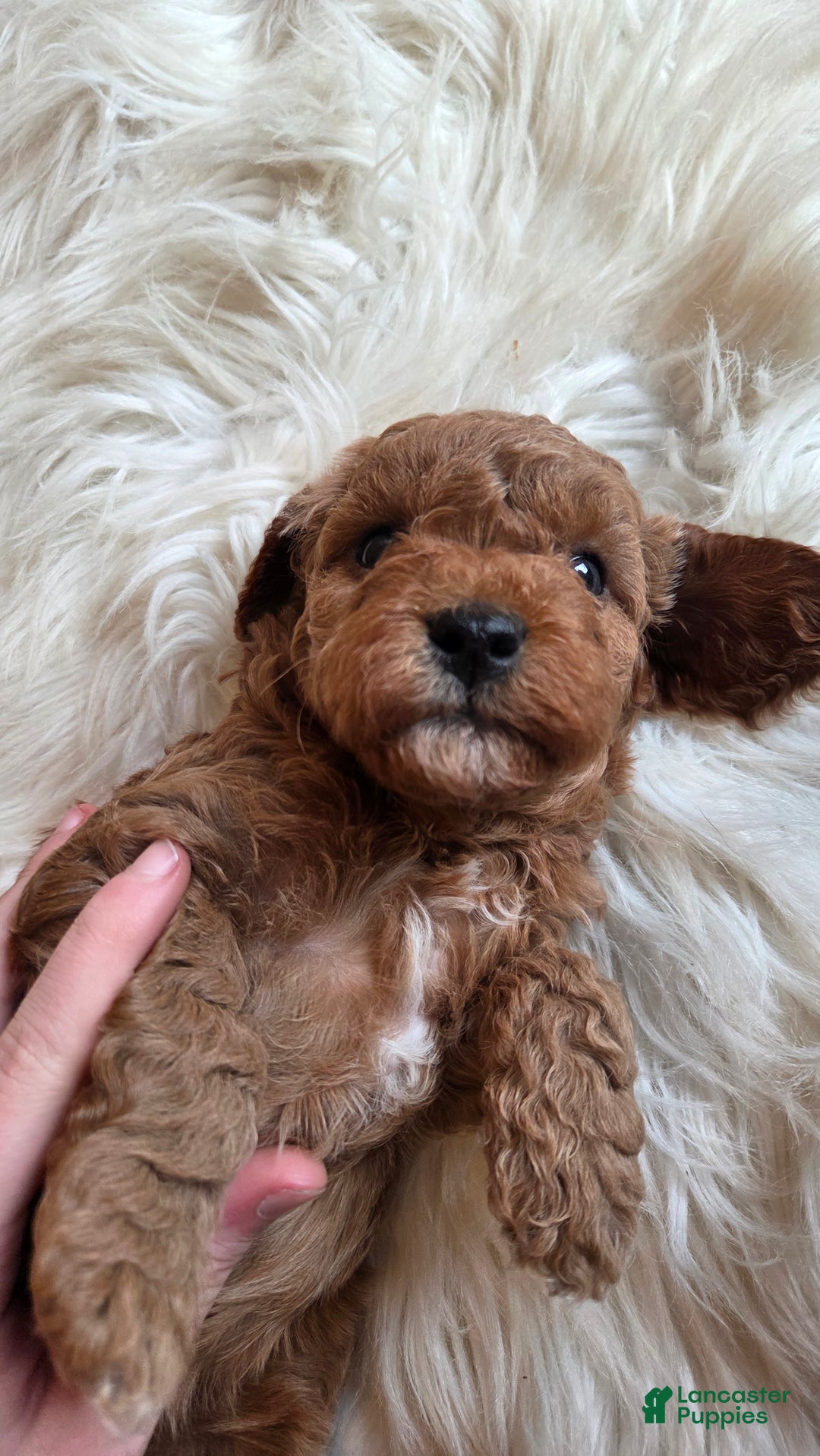 Cavapoo dogs for sale: River - Ad 6