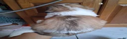 Shih Tzu dogs for sale: Shih Tzu 3 - Ad 2