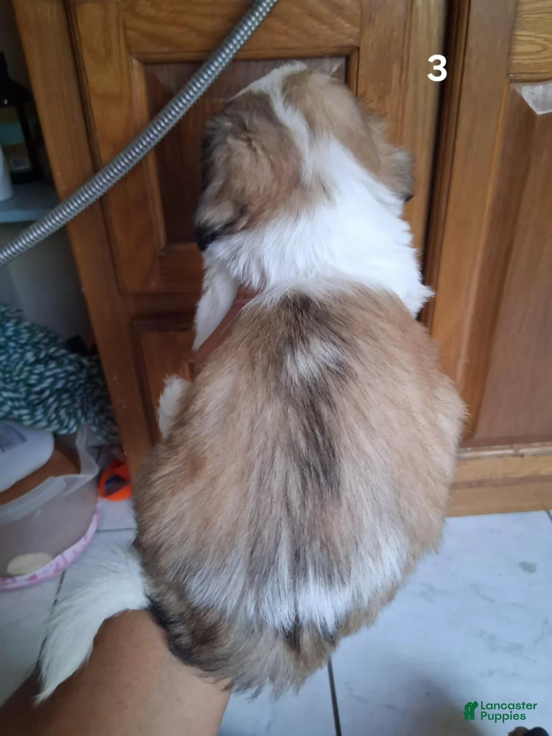 Shih Tzu dogs for sale: Shih Tzu 3 - Ad 2