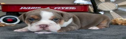 Beabull dogs for sale: Nelly - Ad 2