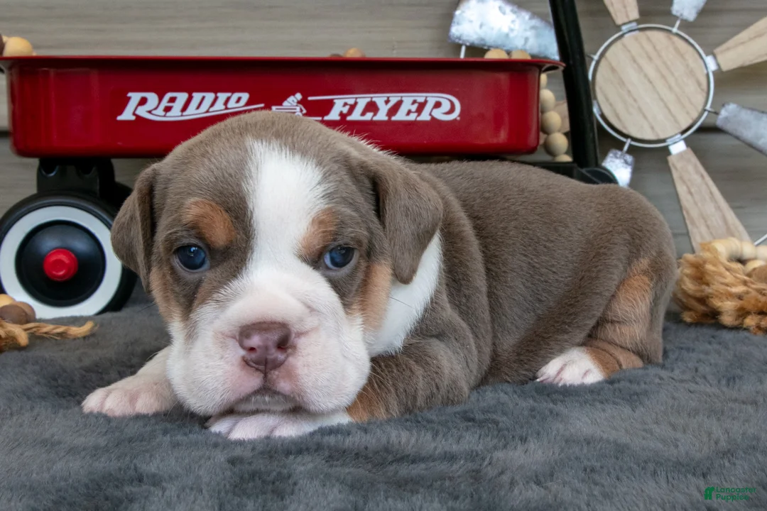 Beabull dogs for sale: Nelly - Ad 2