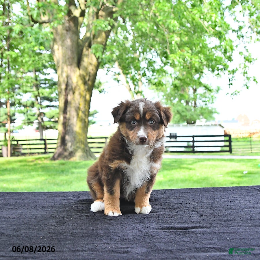 Australian Shepherd dogs Dora - Ad 2