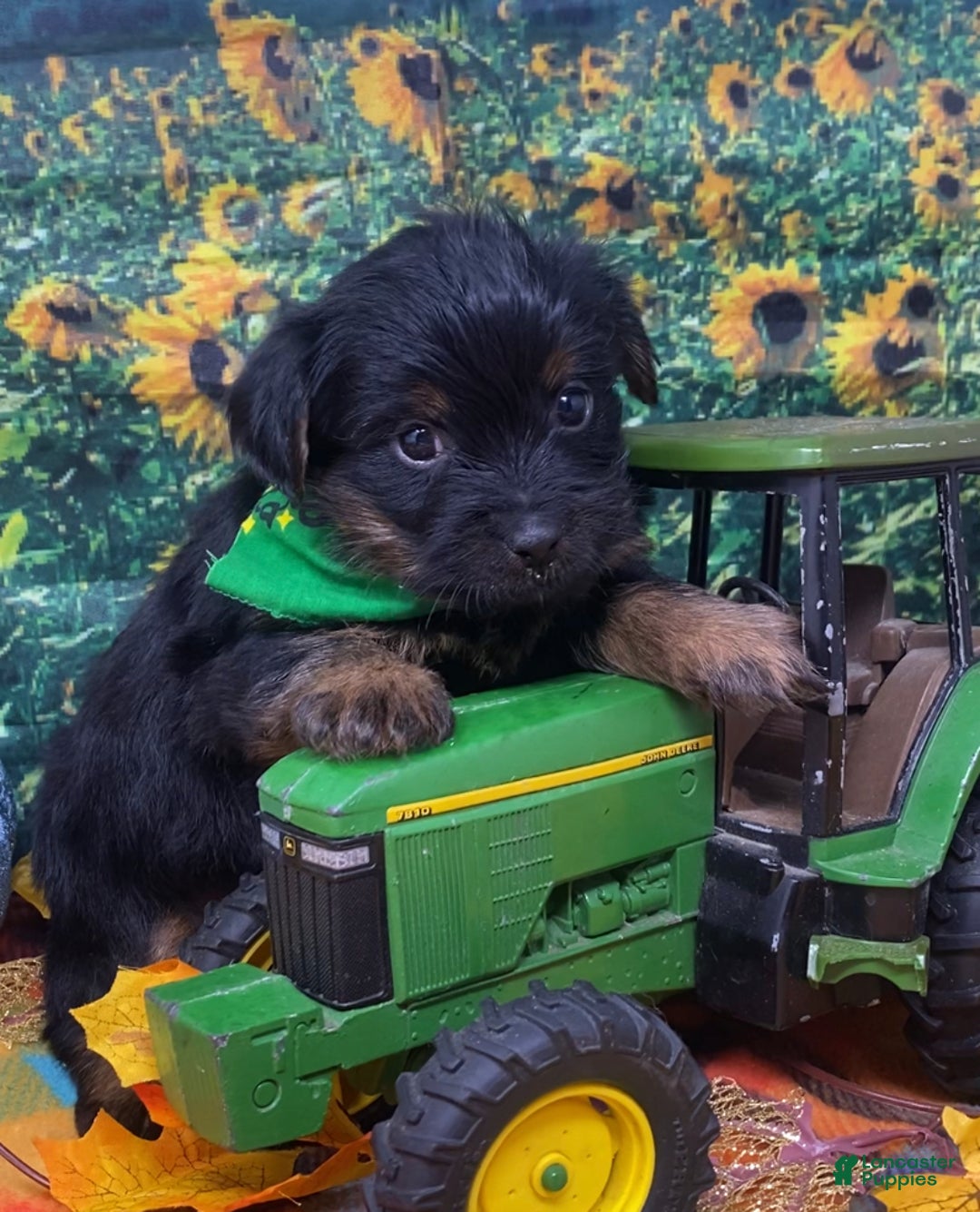 Shorkie dogs for sale: Loki  - Ad 8