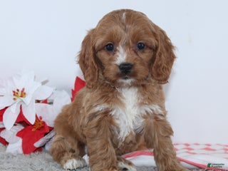 Cockapoo dogs - Ad 32