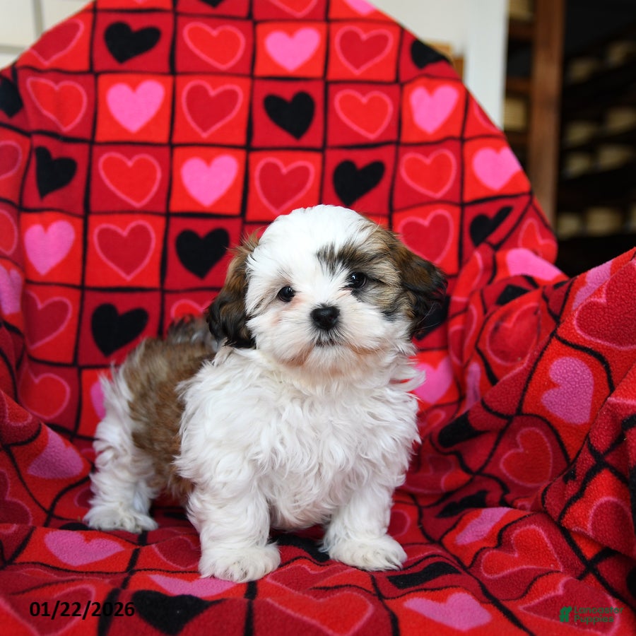 Shih Tzu dogs Charmer - Ad 5