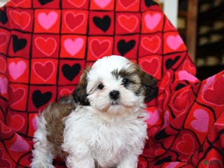 Shih Tzu dogs Charmer - Ad 5