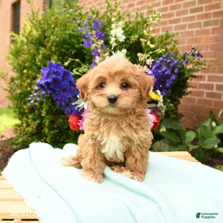 Maltipoo dogs Lake  - Ad 2