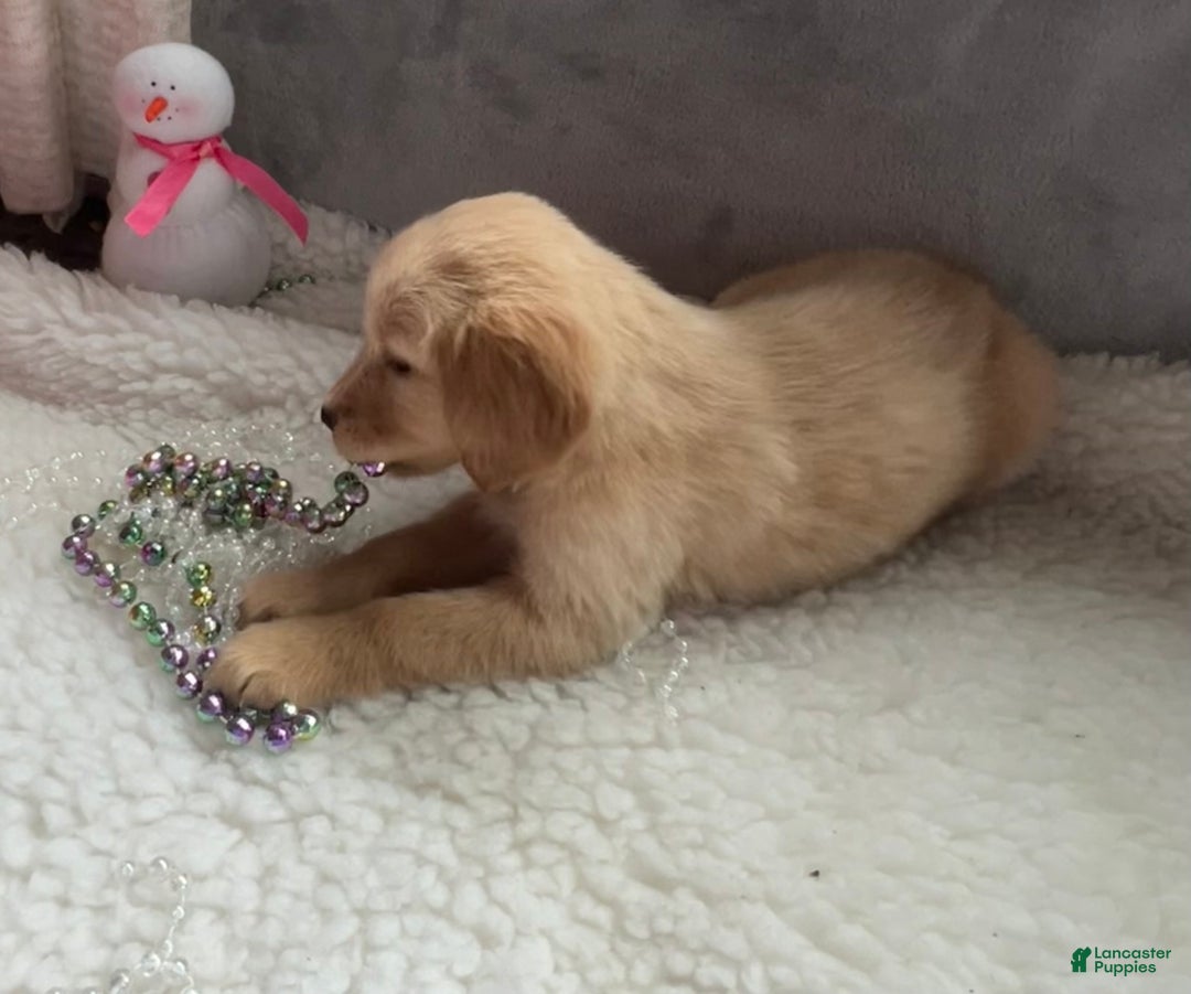Golden Retriever dogs for sale: Kyla - Ad 3