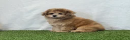 Bichpoo dogs for sale: Kona - Ad 11