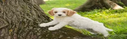 Mixed Breed dogs for sale: Fairy Munchkin Bernedoodle - Ad 8