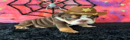 English Bulldog dogs for sale: Apolo - Ad 8