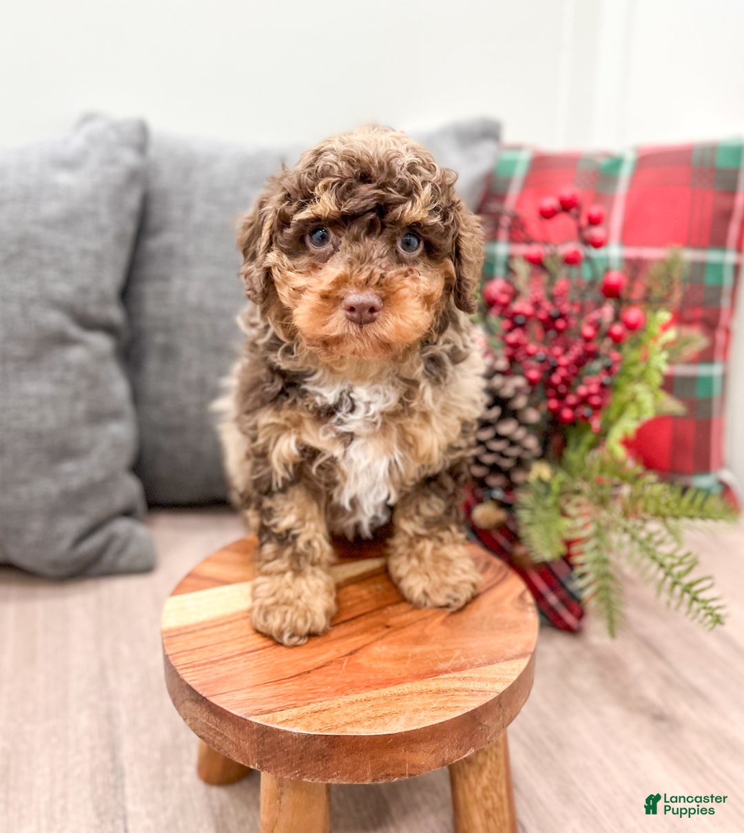 Miniature Poodle dogs for sale: Copper - Ad 2