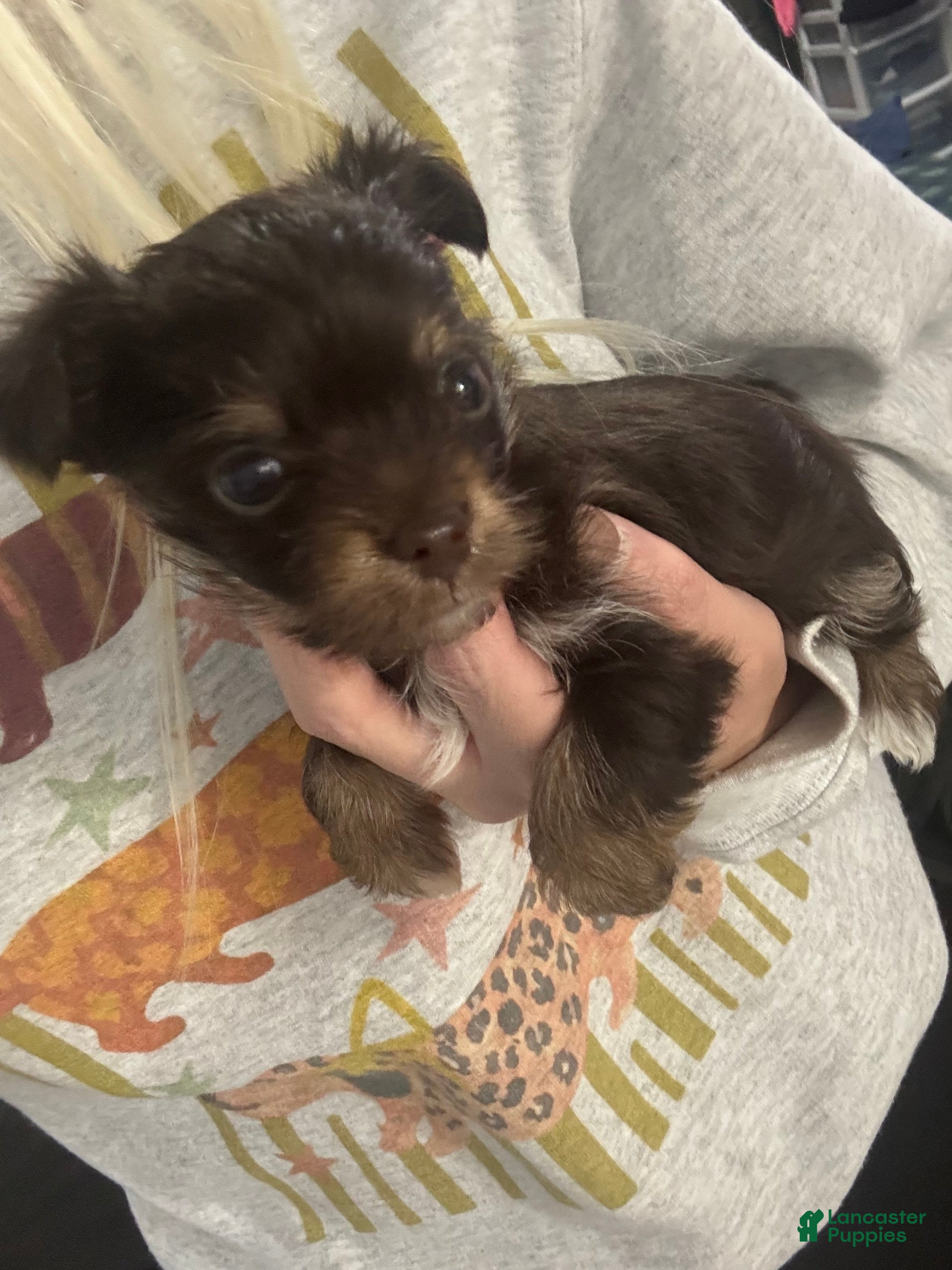 Yorkshire Terrier dogs Yorkshire Terrier 4 - Ad 1