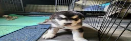 Alaskan Malamute dogs for sale: Meet Hex, she is a red white akc Alaskan malamute female. Lovable and fun to play with.  - Ad 5