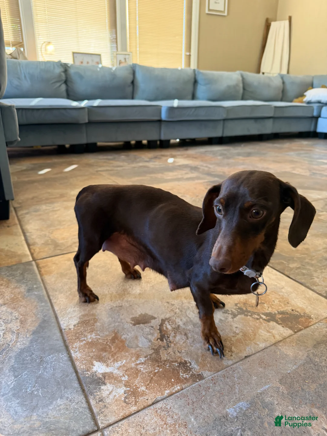 Miniature Dachshund dogs for sale: Miniature Dachshund Puppy 2 - Ad 2