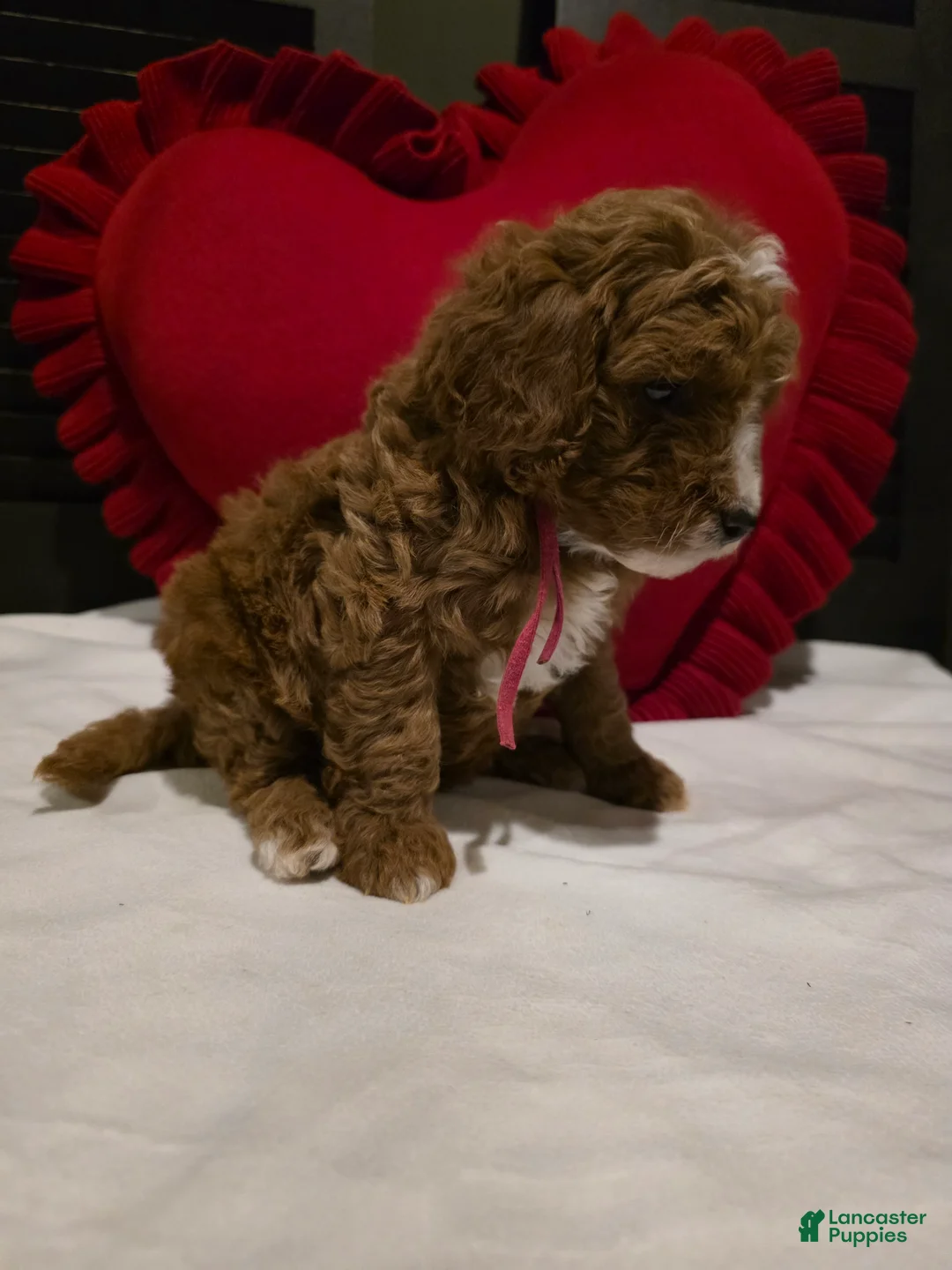 Mini Bernedoodle dogs for sale: Colby  - Ad 9