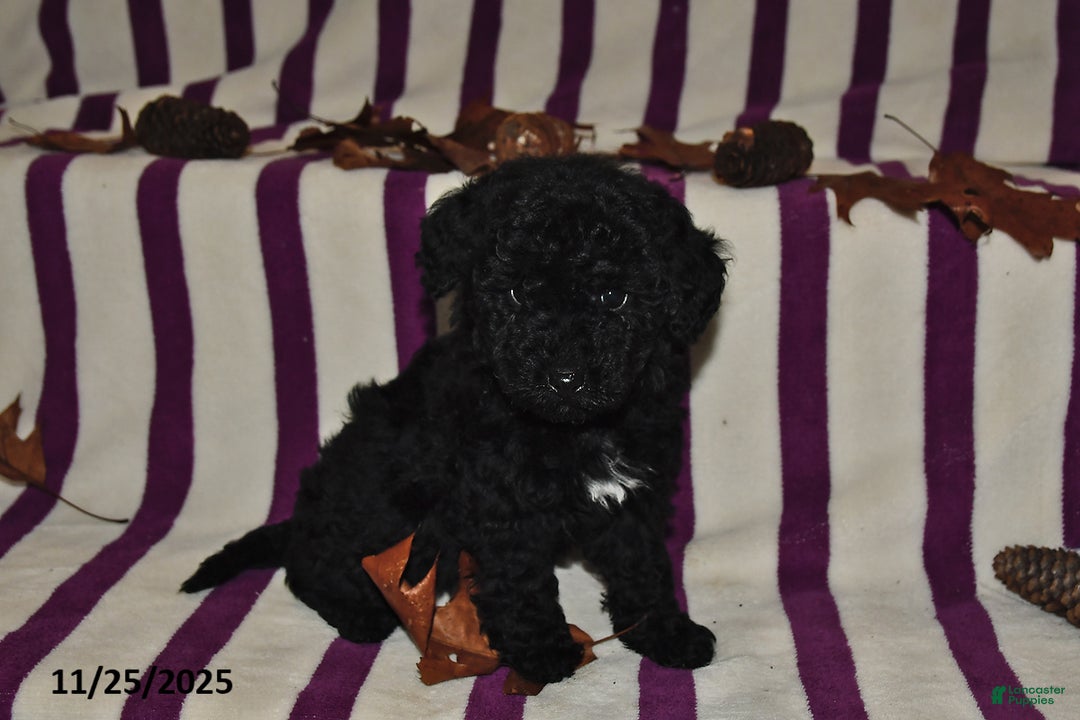 Miniature Poodle dogs for sale: Mary - Ad 2