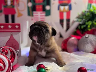 French Bulldog dogs French Bulldog Puppy 2 - Ad 21