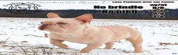 French Bulldog dogs for sale: BRUNO - Ad 3