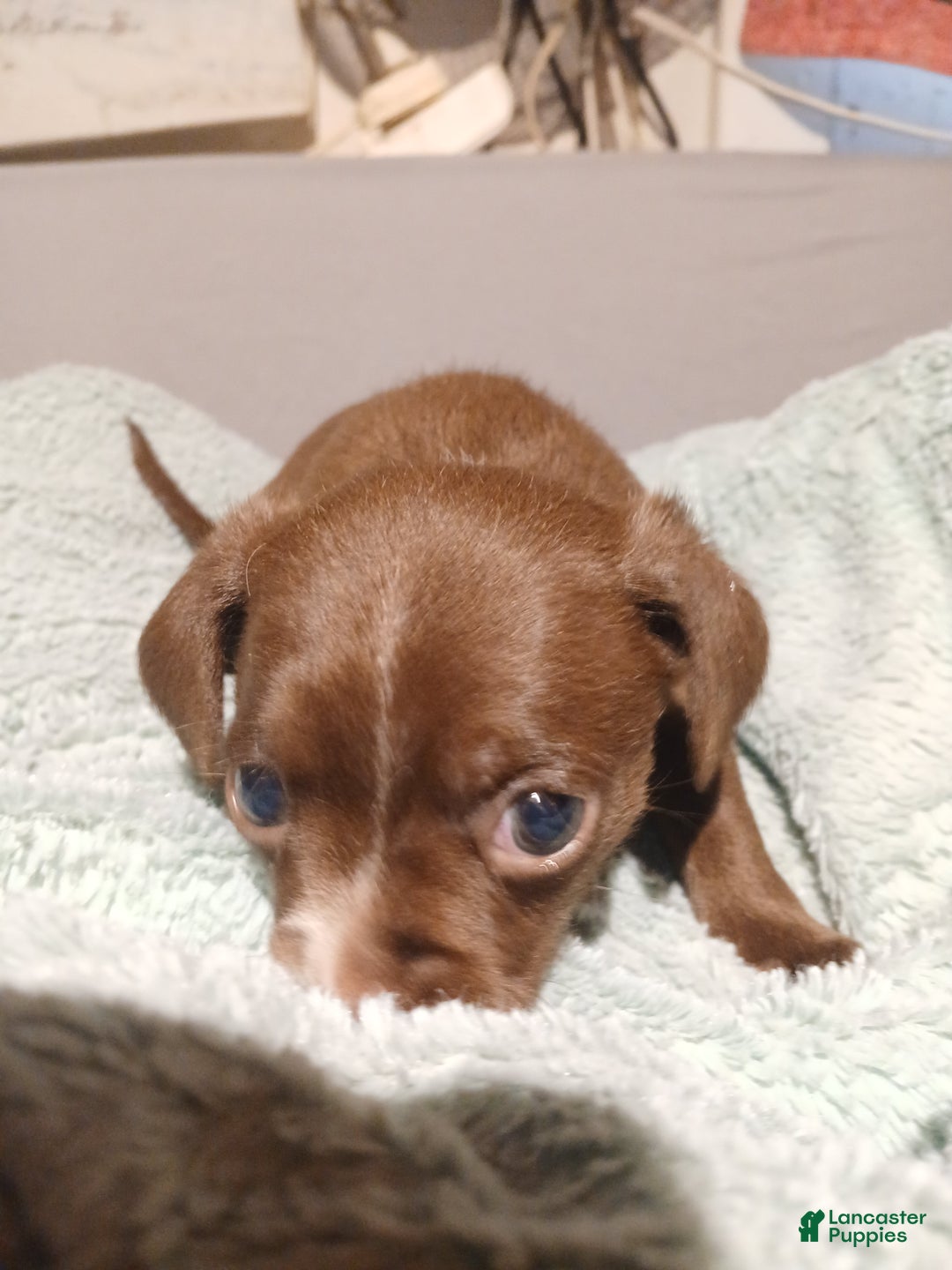 Chihuahua dogs for sale: Cocoa,     Chihuahua Puppy 1 - Ad 2
