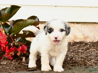 Mini Bernedoodle dogs - Ad 5