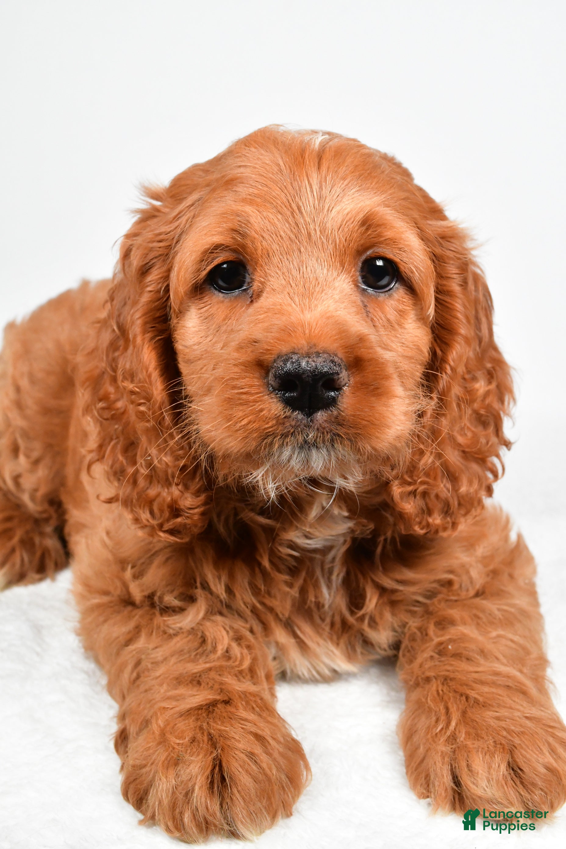 Cockapoo dogs Gabriella - Ad 1