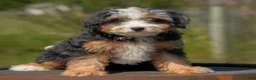 Mini Bernedoodle dogs for sale: Bailey - Ad 4