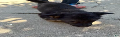 German Shepherd 6