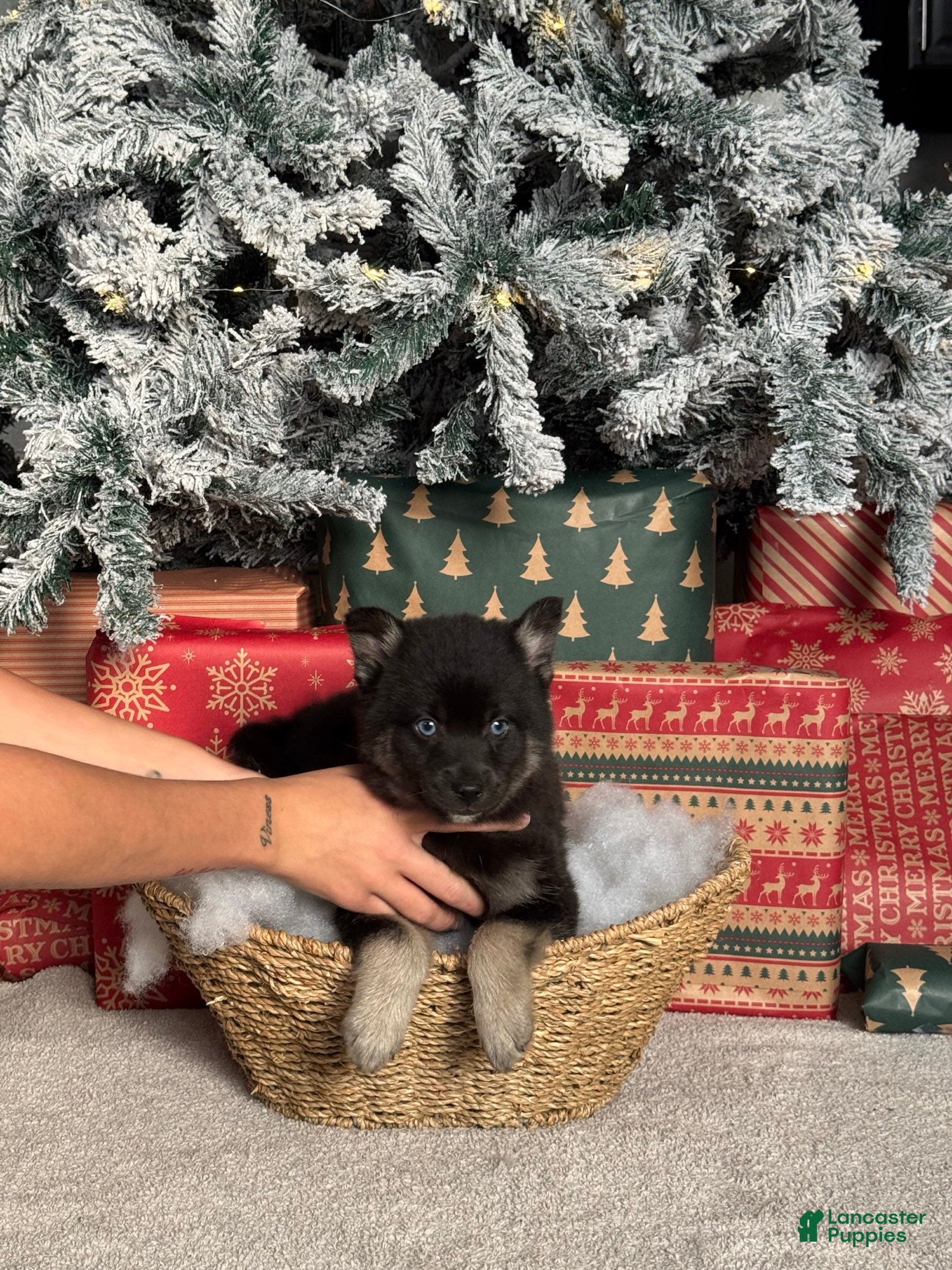 Pomsky dogs Prancer - Ad 10