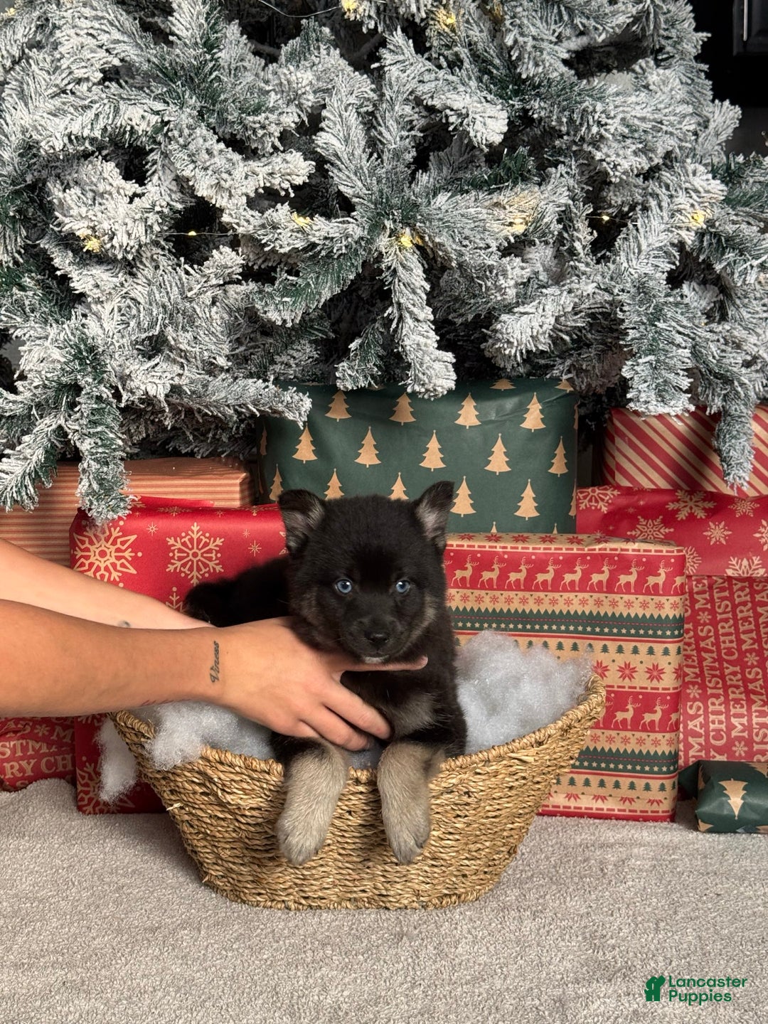 Pomsky dogs for sale: Prancer - Ad 1