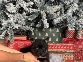 Pomsky dogs Prancer - Ad 5