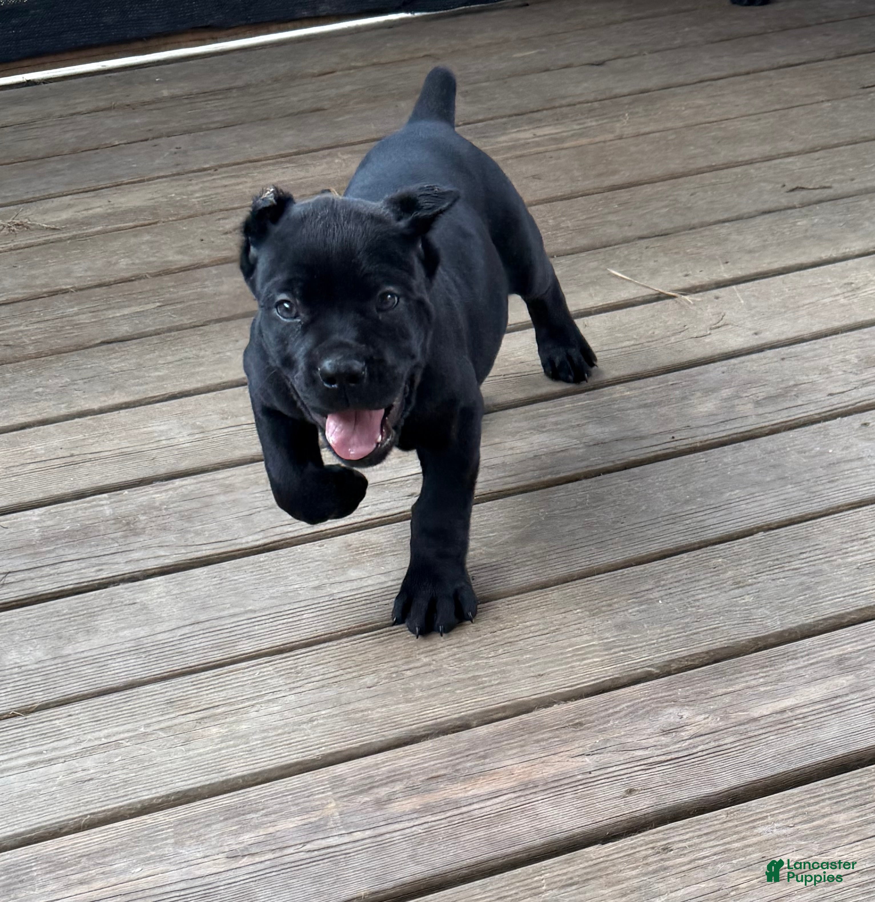 Cane Corso dogs Mordecai  - Ad 1