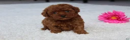 Toy Poodle dogs for sale: Allison - Ad 3