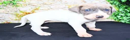 Great Dane dogs for sale: Janie - Ad 10