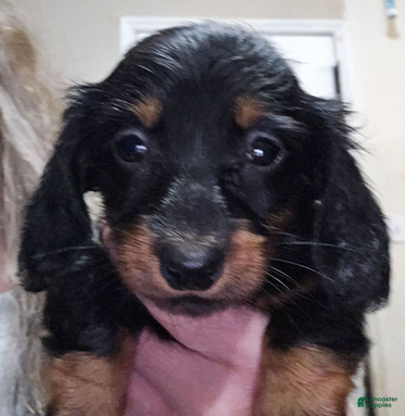 Dachshund dogs Bigger girl - Ad 1