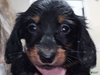 Dachshund dogs Bigger girl - Ad 4