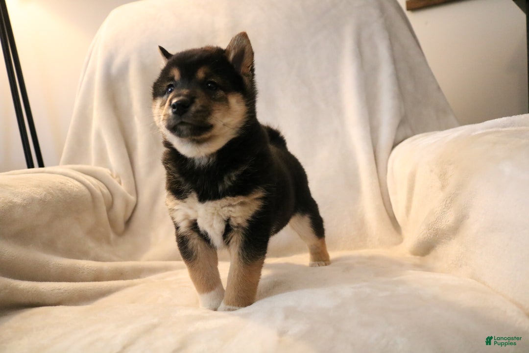 Shiba Inu dogs for sale: Shadow - Ad 2
