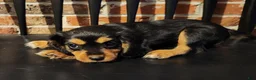 Cavalier King Charles Spaniel dogs for sale: Reeses - Ad 3