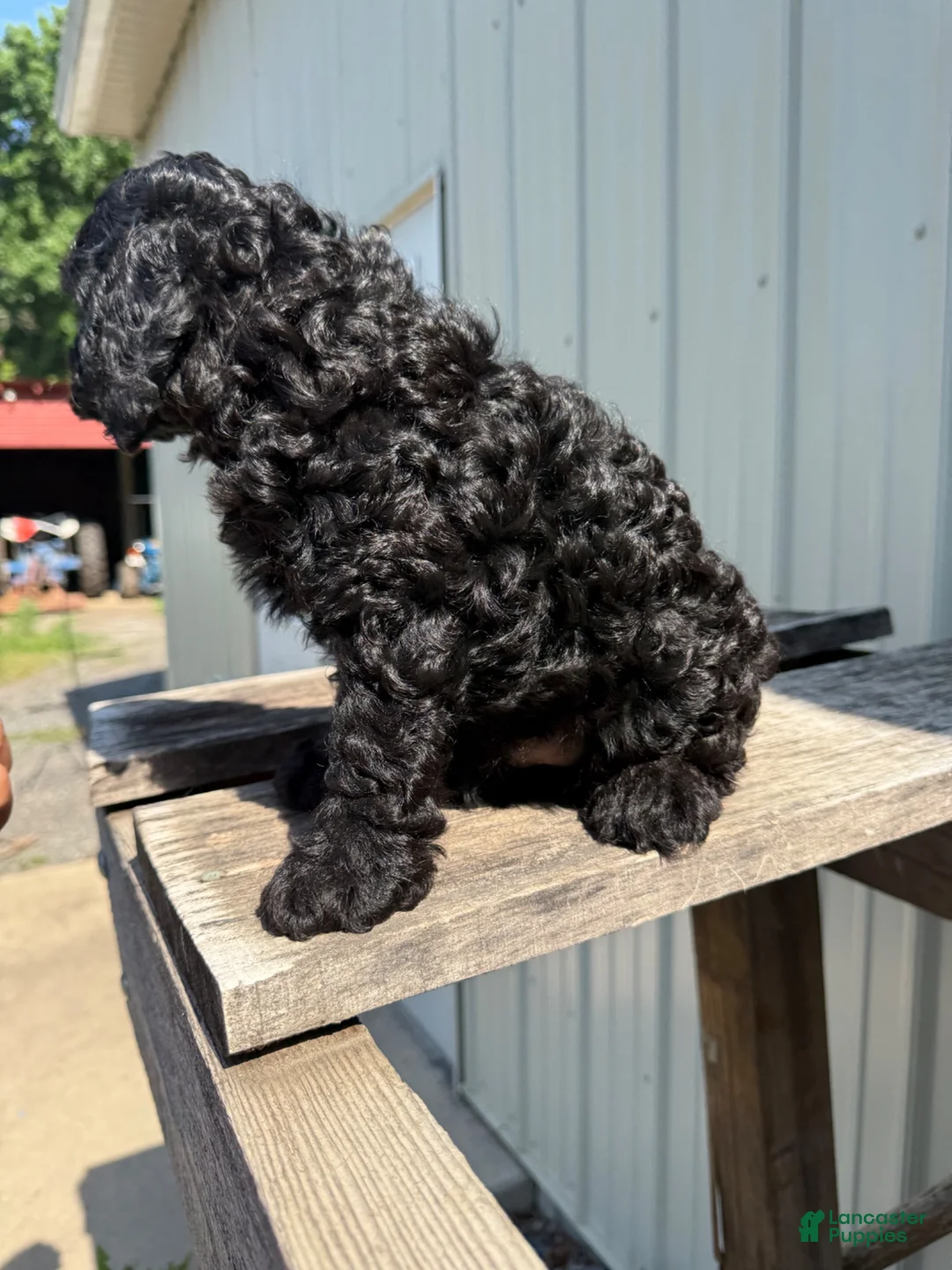 Cavapoo dogs for sale: Timmie - Ad 3