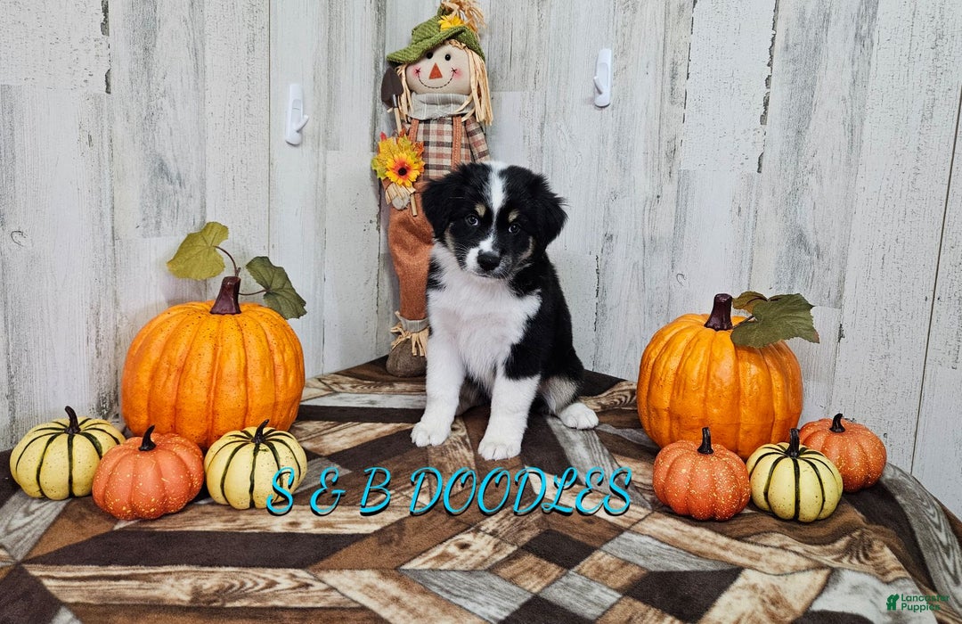 Miniature Australian Shepherd dogs for sale: WonderWoman - Ad 4