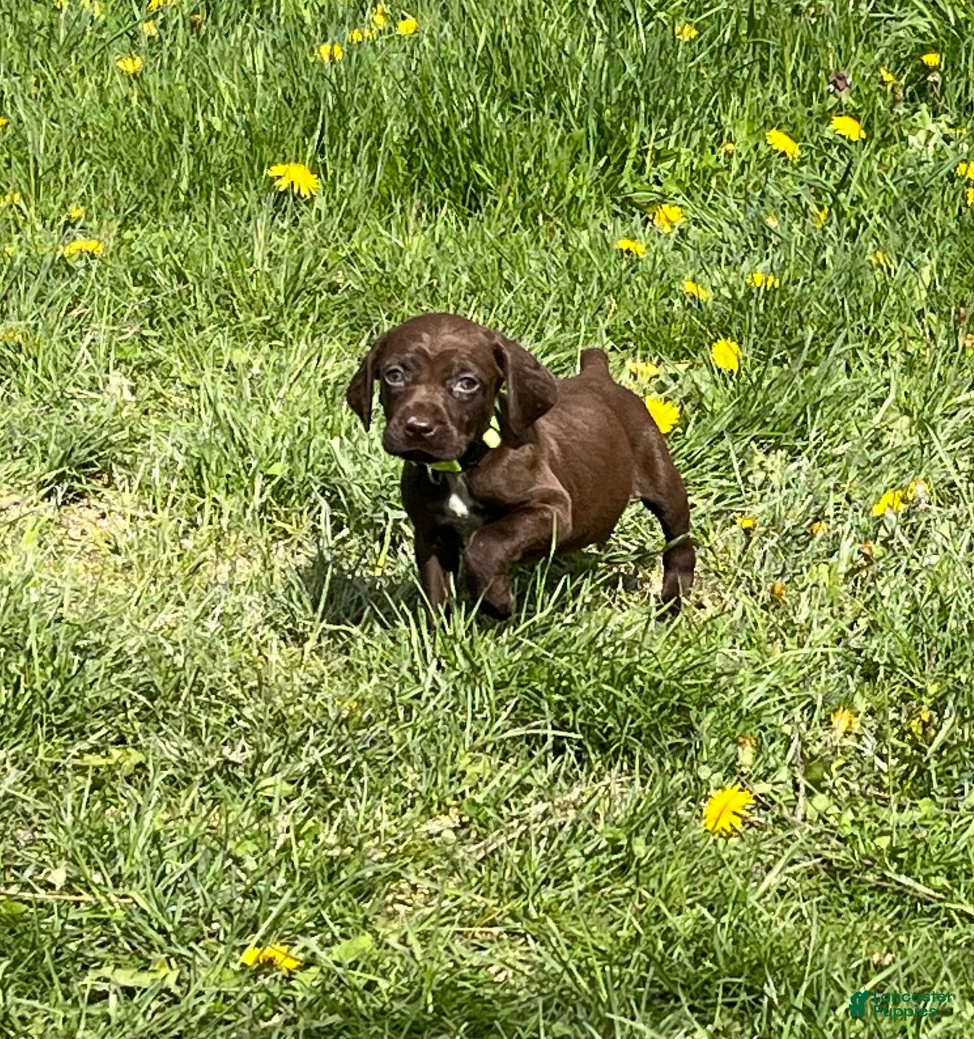 German Shorthaired Pointer dogs German Shorthaired Pointer Puppy 4 - Ad 1