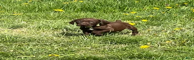 German Shorthaired Pointer Puppy 4