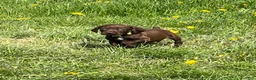 German Shorthaired Pointer dogs for sale: German Shorthaired Pointer Puppy 4 - Ad 1