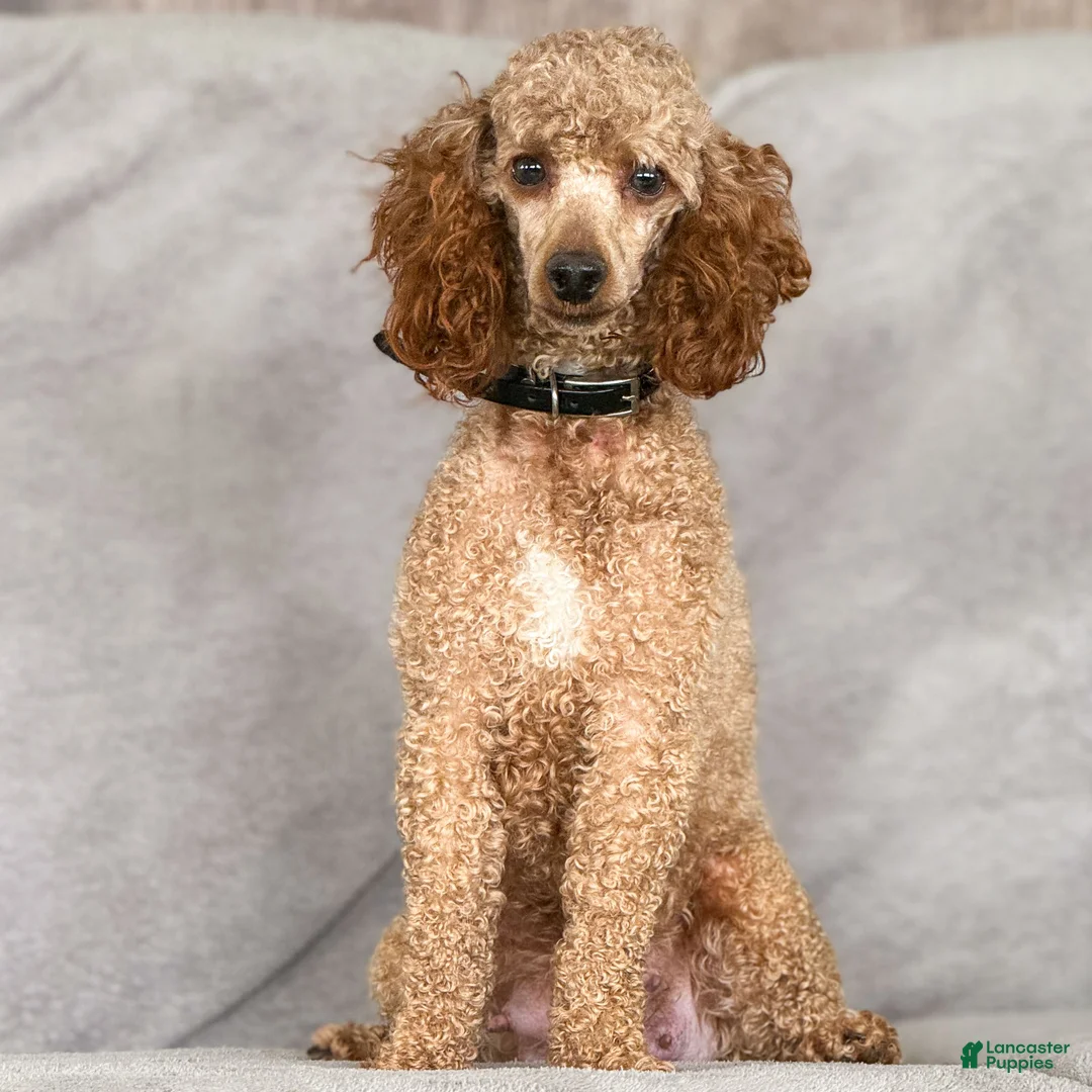 Miniature Poodle dogs for sale: Brody Miniature Poodle Puppy  - Ad 4