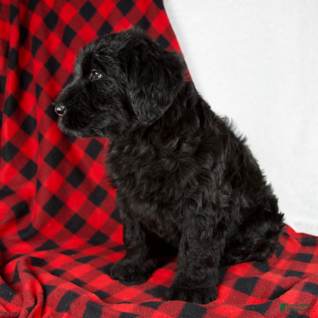 Giant Schnauzer dogs for sale: Alayna - Ad 3